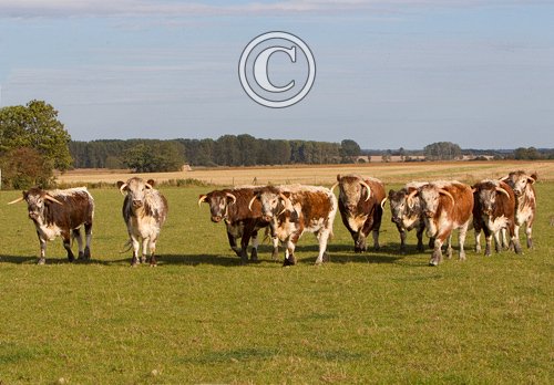 Longhorns DM1273